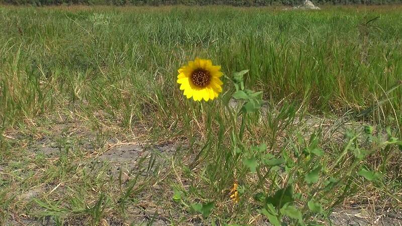 基地旁的"一朵小花"....