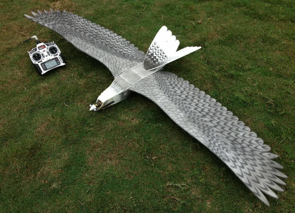 EPP-Eagle-3.jpg