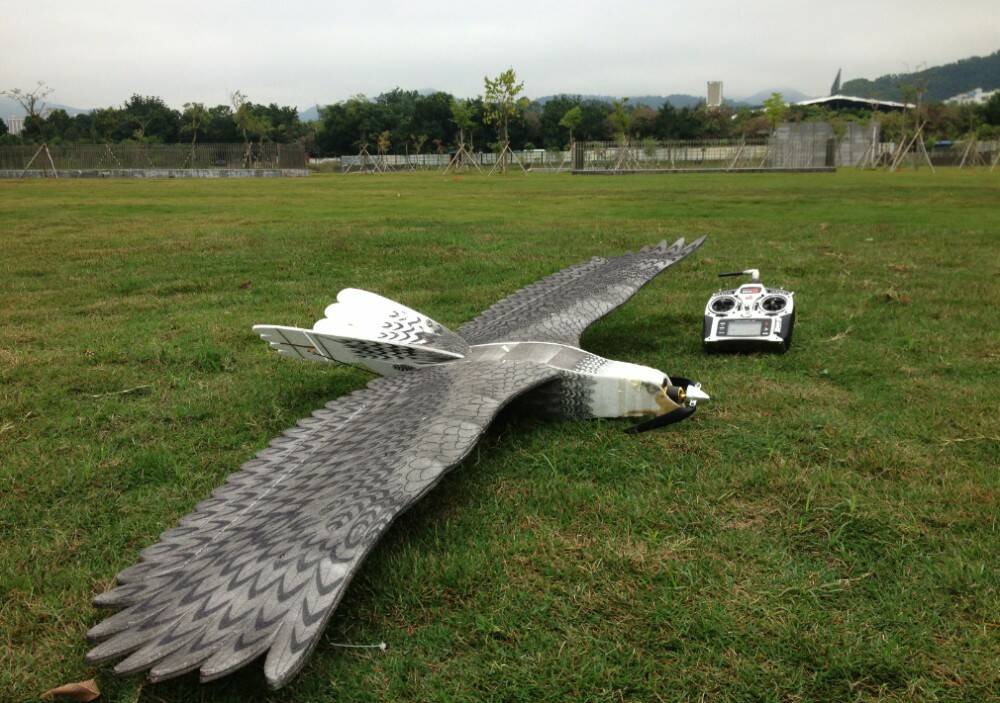EPP-Eagle-2.jpg