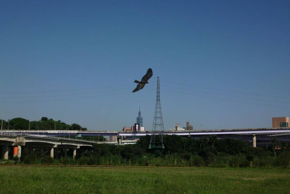Eagle-55.jpg
