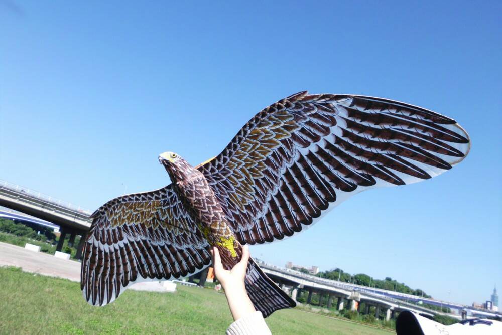 Eagle-11.jpg