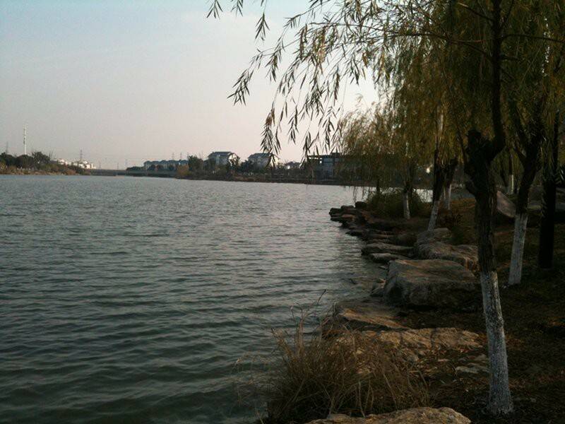 垂柳小湖
