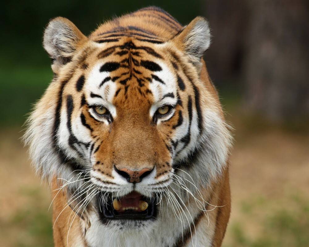 Wild-cats-siberian-tigers_1280x1024.jpg