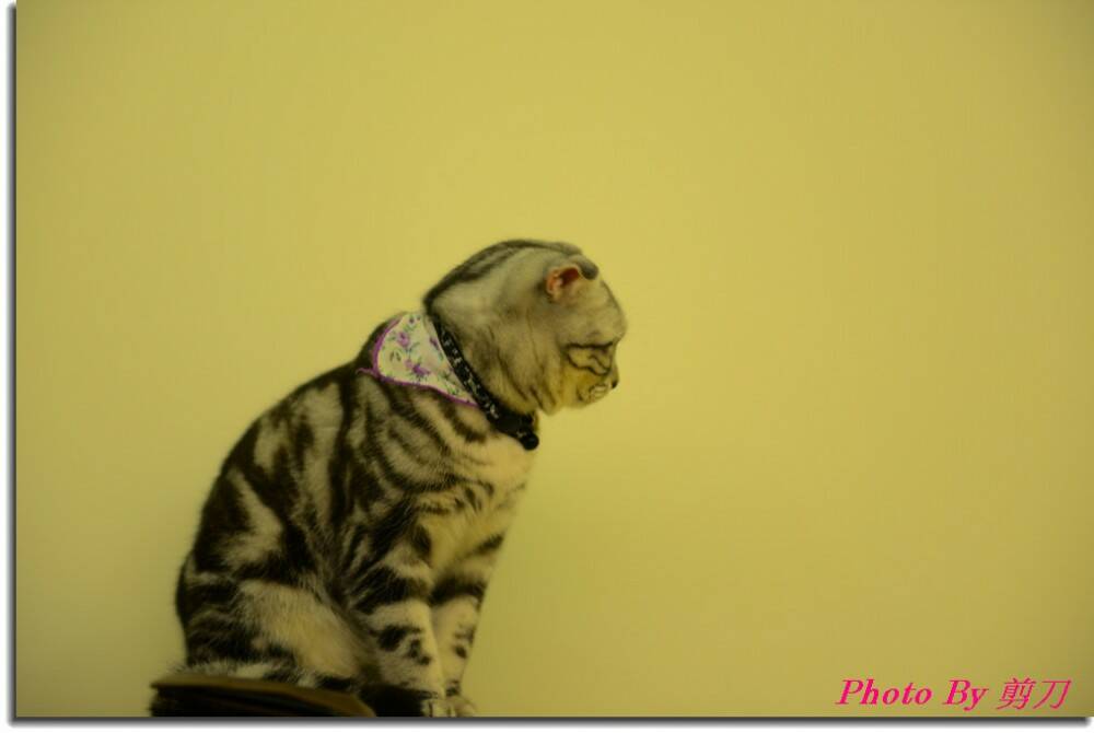 Photo By 剪刀 2.jpg