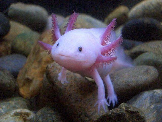 四腳魚1.jpg