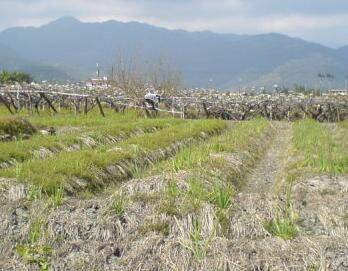 田園小飛場3.JPG