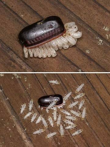 蟑螂的誕生[1].JPG