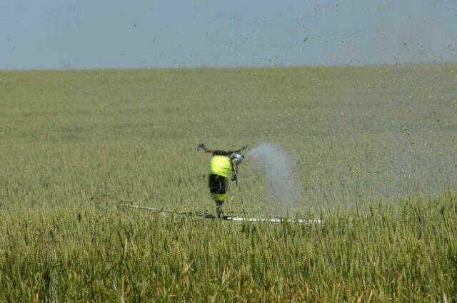 wheat.jpg